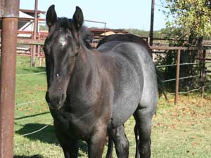 Romeo Blue and War Concho bred blue roan colt for sale at CNR Quarter Horses in Lubbock, Texas