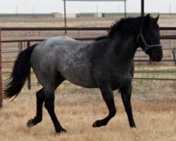 Horse Joe Hancock & D4 Times Blue Valentine bred at CNR Quarter Horses in Lubbock, Texas