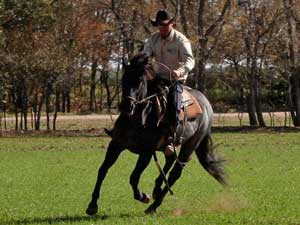 Blue Valentine ~ Mr Clyde Hancock bred 2021 blue roan colt for sale in Texas