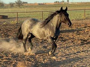 Blue Valentine ~ Mr Clyde Hancock bred 2021 blue roan colt for sale in Texas