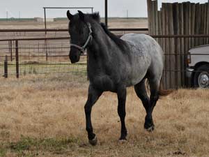 Joe Hancock & 4 Times Blue Valentine bred at CNR Quarter Horses in Lubbock, Texas
