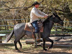 Joe Hancock & 4 Times Blue Valentine bred at CNR Quarter Horses in Lubbock, Texas