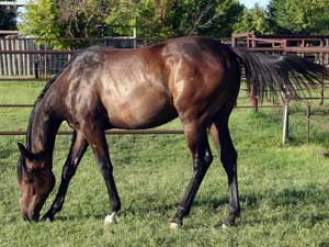 quarter horse Joe Hancock and Sugar Bars bred