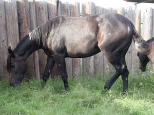 quarter horse Joe Hancock and Sugar Bars bred