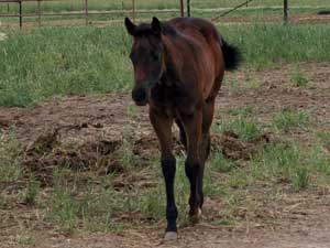 quarter horse Joe Hancock and Sugar Bars bred