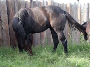 quarter horse Joe Hancock and Sugar Bars bred