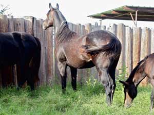 quarter horse Joe Hancock and Sugar Bars bred