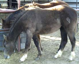 gray filly Poco Bueno and Jackie Bee bred