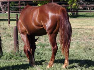 Hancocks Blue Boy ~ Mr Clyde Hancock bred filly for sale in Texas