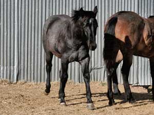 Joe Hancock & Blue Valentine bred at CNR Quarter Horses in Lubbock, Texas