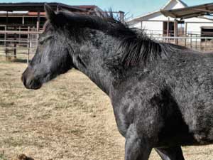Hancock & Blue Valentine bred at CNR Quarter Horses in Lubbock, Texas