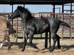 Joe Hancock & Blue Valentine bred at CNR Quarter Horses in Lubbock, Texas