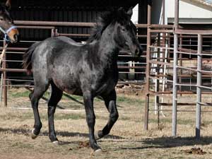 Joe Hancock & 4 Times Blue Valentine bred at CNR Quarter Horses in Lubbock, Texas