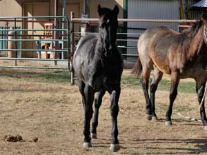 Joe Hancock & Blue Valentine bred at CNR Quarter Horses in Lubbock, Texas