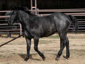 Joe Hancock & Blue Valentine bred at CNR Quarter Horses in Lubbock, Texas