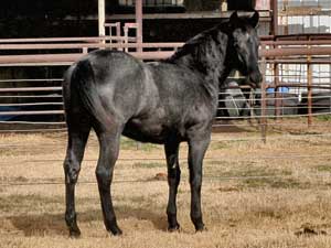 Clyde Hancock-Blue Valentine bred 2022 blue roan filly for sale in Texas