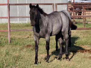 Blue Valentine and Driftwood bred blue roan filly for sale at CNR Quarter Horses in Lubbock, Texas