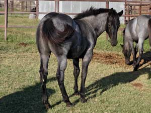 Romeo Blue and War Concho bred blue roan filly for sale at CNR Quarter Horses in Lubbock, Texas