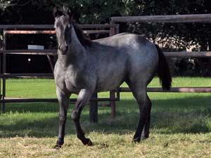 Blue Valentine and Driftwood bred blue roan filly for sale at CNR Quarter Horses in Lubbock, Texas