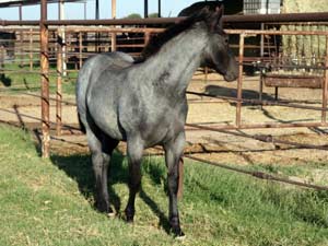 Romeo Blue and War Concho bred blue roan filly for sale at CNR Quarter Horses in Lubbock, Texas