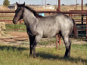 Blue Valentine and Driftwood bred blue roan filly for sale at CNR Quarter Horses in Lubbock, Texas