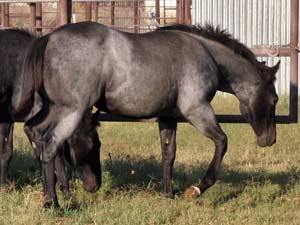 Romeo Blue and War Concho bred blue roan filly for sale at CNR Quarter Horses in Lubbock, Texas