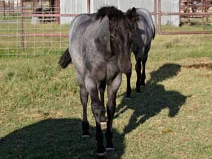 Blue Valentine and Driftwood bred blue roan filly for sale at CNR Quarter Horses in Lubbock, Texas