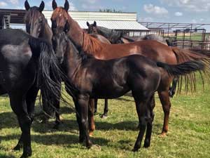 Romeo Blue ~ Mr Clyde Hancock bred filly for sale in Texas