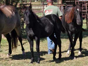 Romeo Blue ~ Mr Clyde Hancock bred filly for sale in Texas