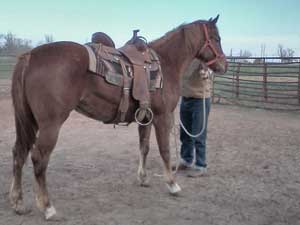 Hancock ~ Blue Valentine bred quarter horses for sale