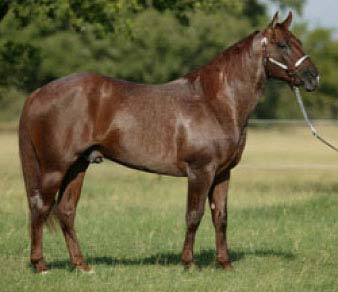 CTR Peptolena red roan son of Peptoboonsmal