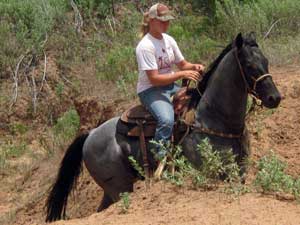 Claytons Blu Avenger ~ Blue Roan Quarter Horse Stallion Son of Romeo Blue