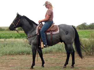 Claytons Blu Avenger ~ Blue Roan Quarter Horse Stallion Son of Romeo Blue