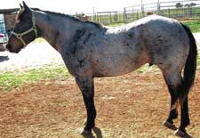Claytons-Blue-Duke ~ Blue Roan Quarter Horse Stallion Son of Romeo Blue