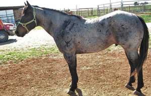 Claytons-Blue-Duke ~ Blue Roan Quarter Horse Stallion Son of Romeo Blue