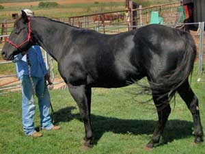 Claytons Tar Baby ~ Black Quarter Horse Stallion Son of Romeo Blue