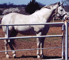 Dashing Cleat gray son of First Down Dash