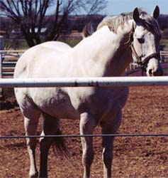 Dashing Cleat gray son of First Down Dash