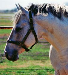 Dashing Cleat gray son of First Down Dash