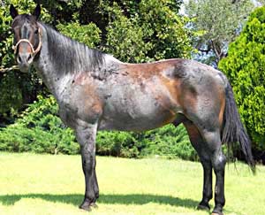 Driftwood Laramie blue roan stallion grandson of Blue Valentine