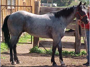 Dusty Blue Hancock blue roan son of Hancock's Blue Boy