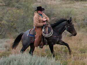 CNR Joe Leo Bueno blue roan mare Joe Hancock bred