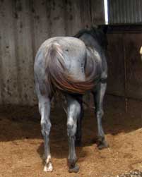 Hancocks Blue Try ~ Quarter Horse Stallion Blue Roan Son of Plenty Try