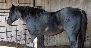 Hancocks Blue Try ~ Quarter Horse Stallion Blue Roan Son of Plenty Try