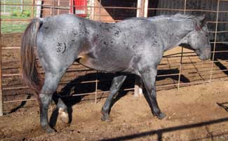 Hancocks Blue Try ~ Quarter Horse Stallion Blue Roan Son of Plenty Try