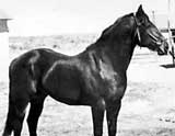 Joe Hancock ~ one of the all-time great sires of rope horses