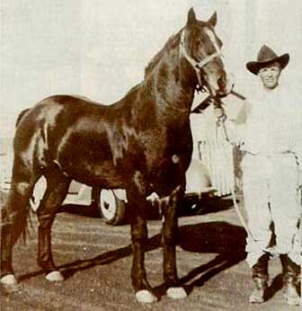 Joe Hancock ~ one of the all-time great sires of rope horses