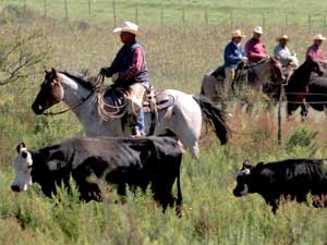 Joe Hancock bred horses ~ Joe Hancock was one of the all-time great sires of rope horses
