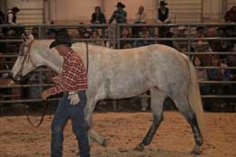 Valentines Candy Bar gray quarter horse filly Blue Valentine and Sugar Bars bred