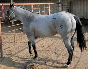 Quarter Horse Stallion RL Blue Valentine, Blue Roan Grandson of Romeo Blue and Blue Crusader